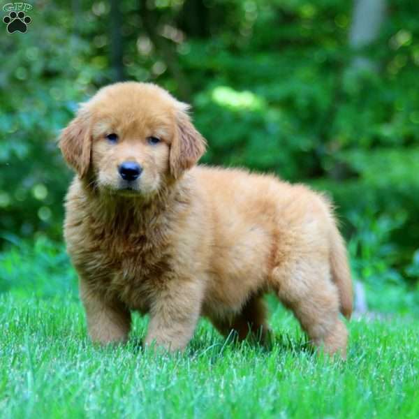 Parker, Golden Retriever Puppy