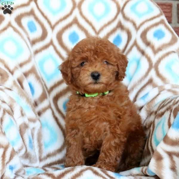 Parker, Toy Poodle Puppy