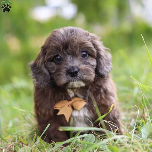 Parker, Cavapoo Puppy