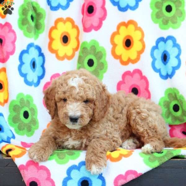 Pascal, Mini Goldendoodle Puppy