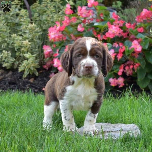 Patches, English Springer Spaniel Puppy