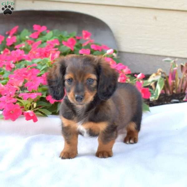 Patches-Mini, Dachshund Puppy