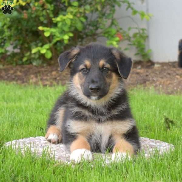 Patches, German Shepherd Mix Puppy