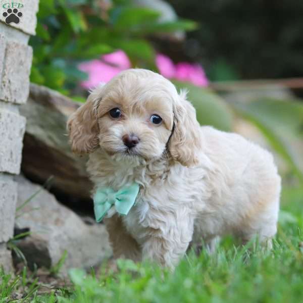 Patrick, Cockapoo Puppy