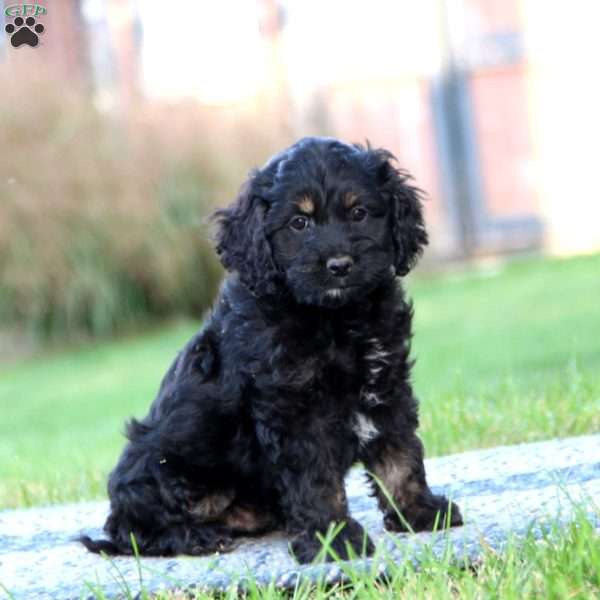 Patrick, Cockapoo Puppy