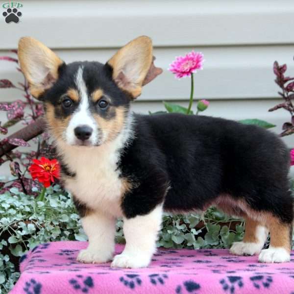 Paul, Pembroke Welsh Corgi Puppy