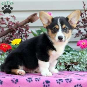 Paul, Pembroke Welsh Corgi Puppy