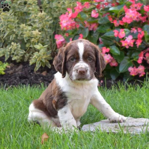 Paws, English Springer Spaniel Puppy