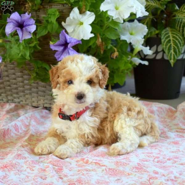 Peaches, Mini Bernedoodle Puppy