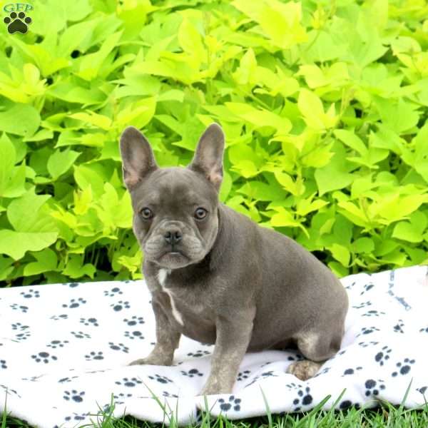 Peaches, French Bulldog Puppy