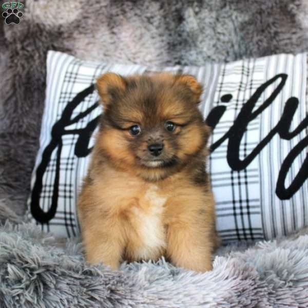 Peanut, Pomeranian Puppy