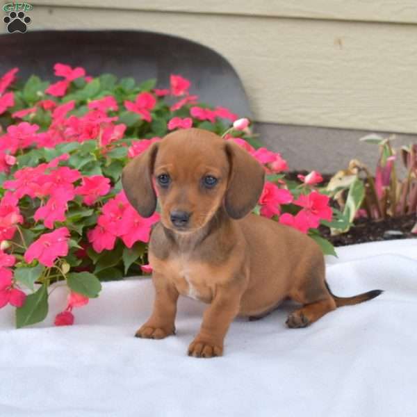 Peanut-Mini, Dachshund Puppy