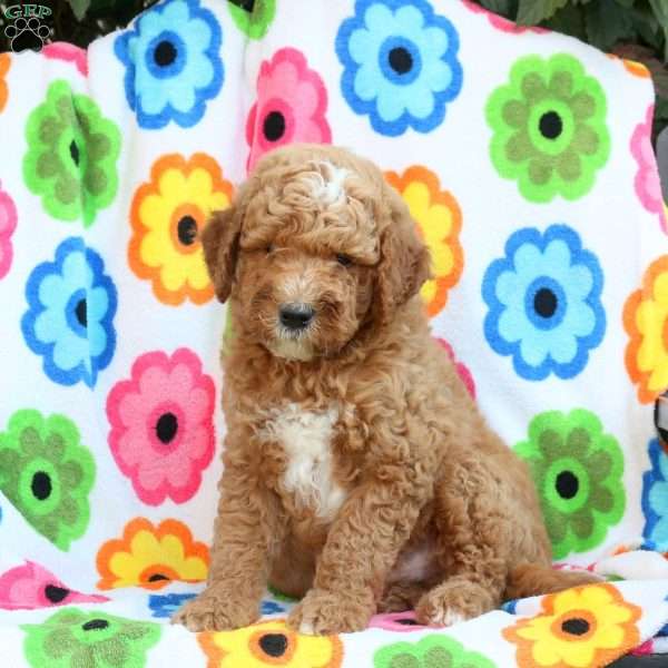 Peanut, Mini Goldendoodle Puppy