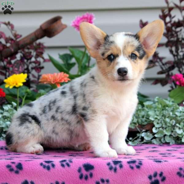 Pearl, Pembroke Welsh Corgi Puppy