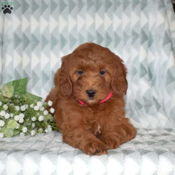 Pearl, Mini Goldendoodle Puppy