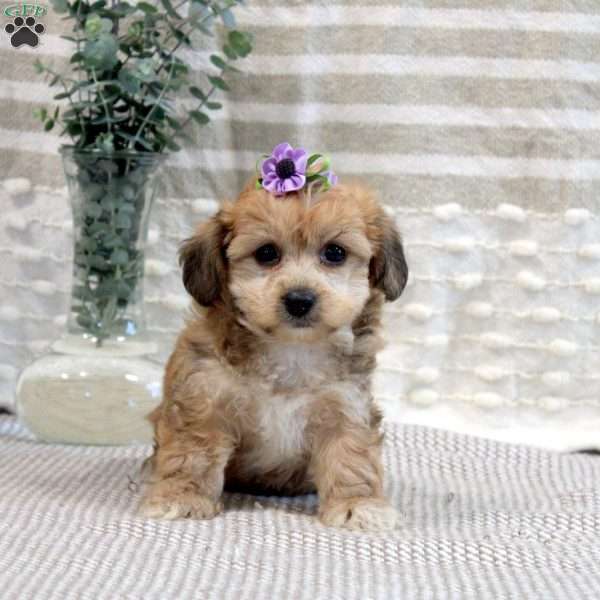 Pearl, Yorkie-Chon Puppy