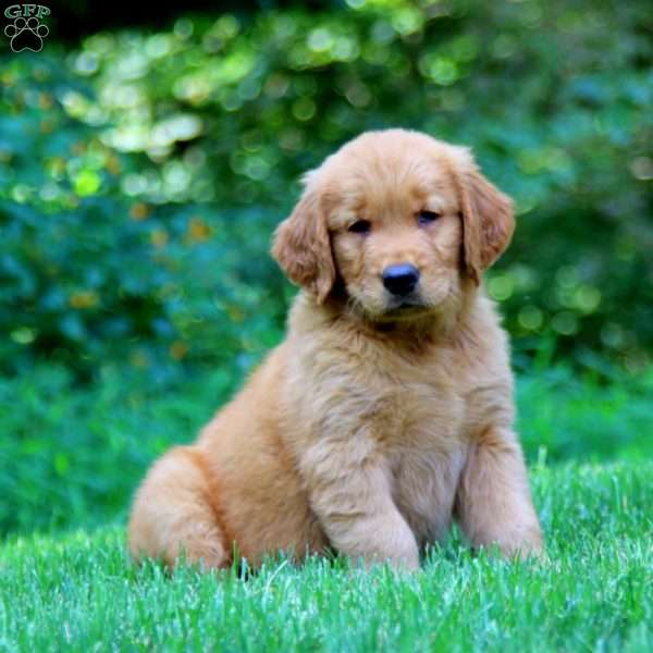 Pearl, Golden Retriever Puppy