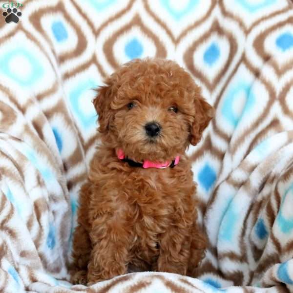 Pearl, Toy Poodle Puppy
