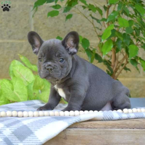 Pebbles, French Bulldog Puppy