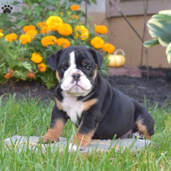 Pebbles, English Bulldog Puppy