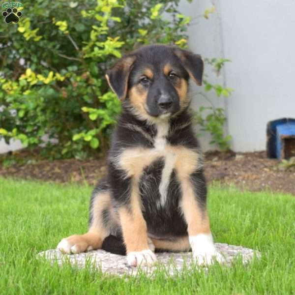 Pebbles, German Shepherd Mix Puppy