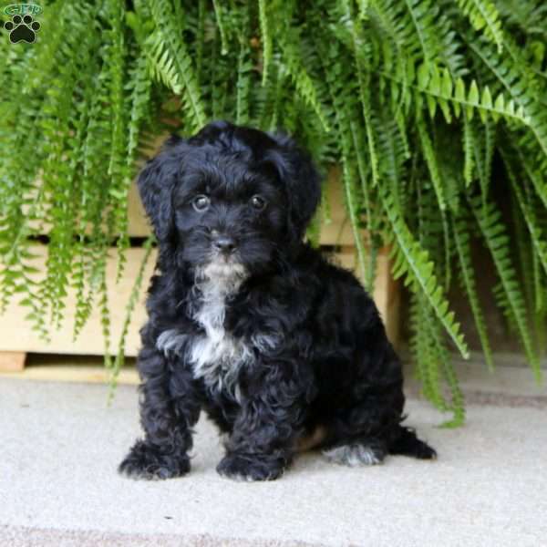 Pebbles, Mini Goldendoodle Puppy