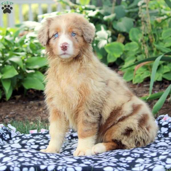 Penelope, Australian Shepherd Puppy