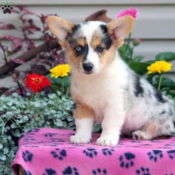 Penny, Pembroke Welsh Corgi Puppy