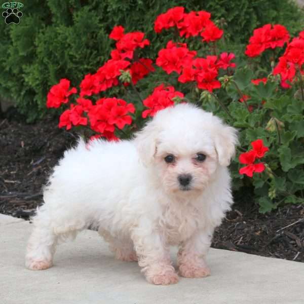 Penny, Bichon Frise Puppy