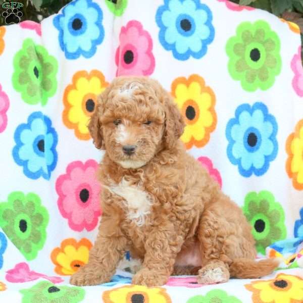 Penny, Mini Goldendoodle Puppy