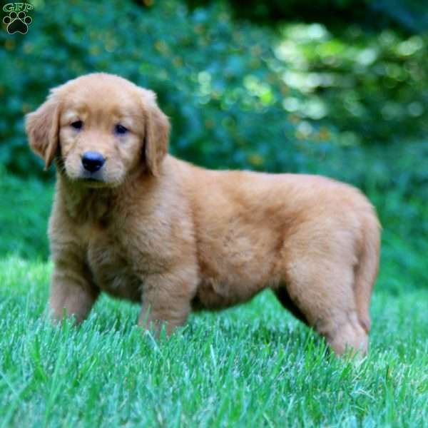 Penny, Golden Retriever Puppy