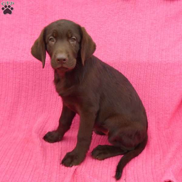 Penny, Chocolate Labrador Retriever Puppy