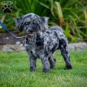 Pepper, Cavapoo Puppy