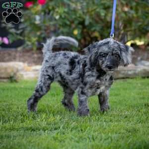 Pepper, Cavapoo Puppy