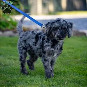 Pepper, Cavapoo Puppy