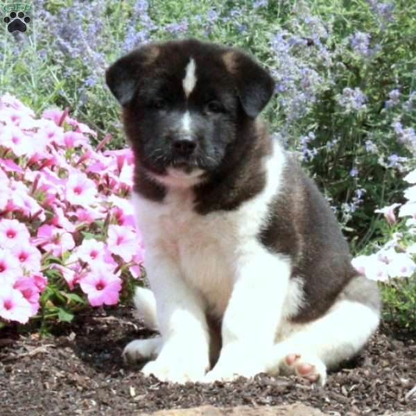 Pepper, Akita Puppy