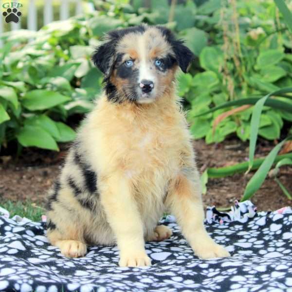 Pepper, Australian Shepherd Puppy