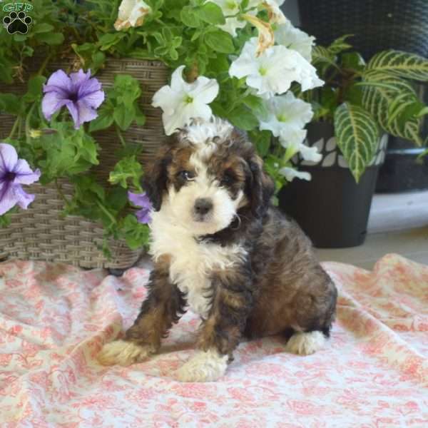 Peppermint, Mini Bernedoodle Puppy