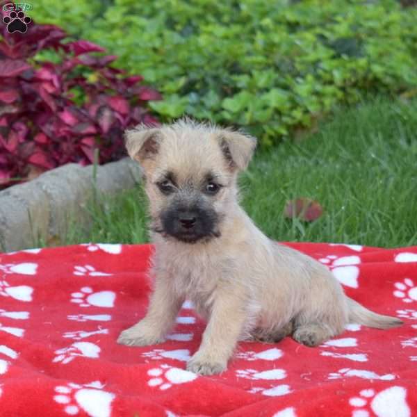 Peppermint, Cairn Terrier Puppy