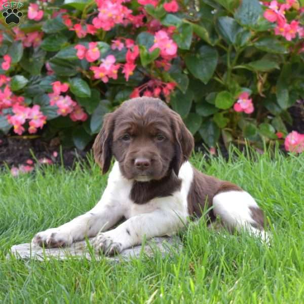 Peppermint, English Springer Spaniel Puppy