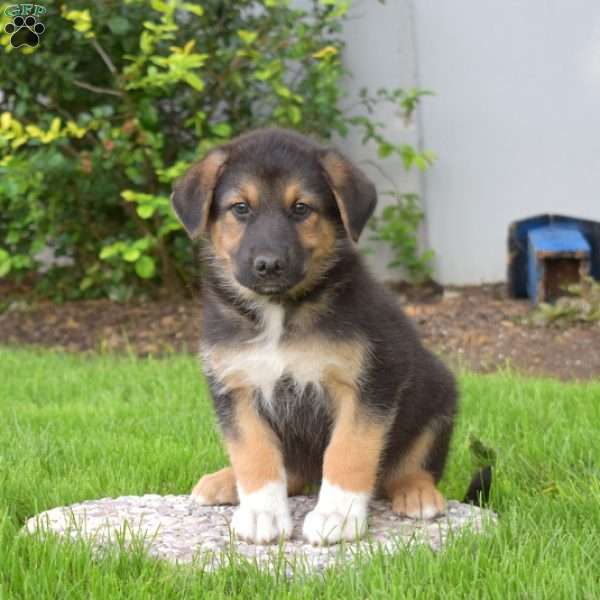 Pepsi, German Shepherd Mix Puppy