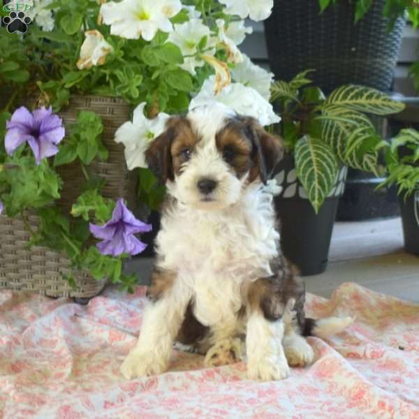 Pepsi, Mini Bernedoodle Puppy