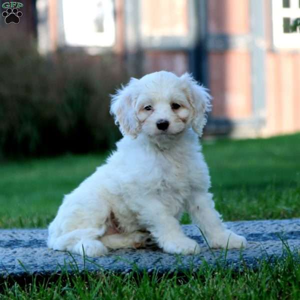 Pepsi, Cockapoo Puppy