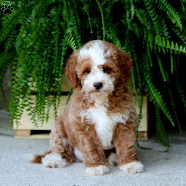 Pepsi, Mini Goldendoodle Puppy