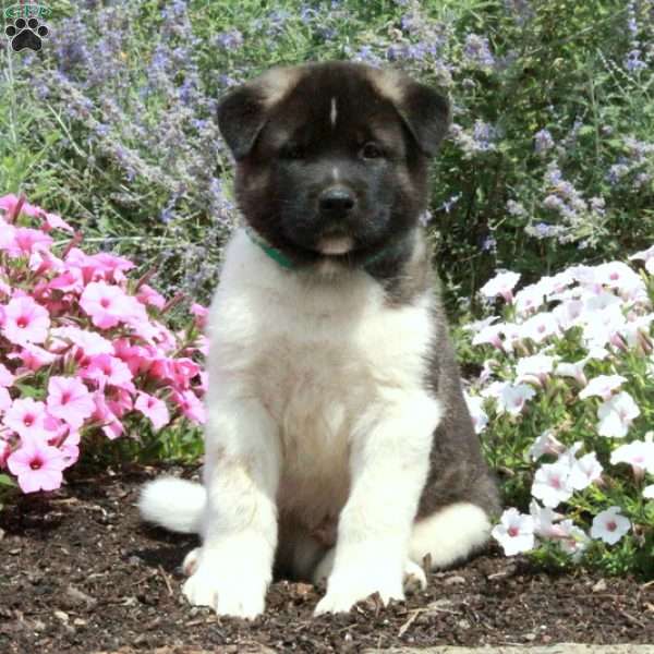 Percy, Akita Puppy