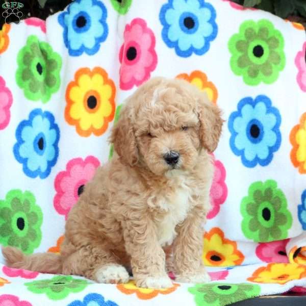 Percy, Mini Goldendoodle Puppy