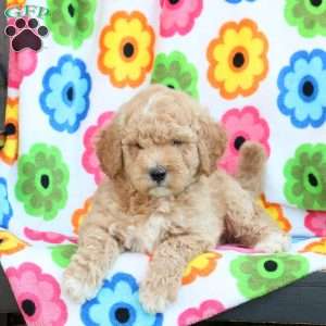 Percy, Mini Goldendoodle Puppy