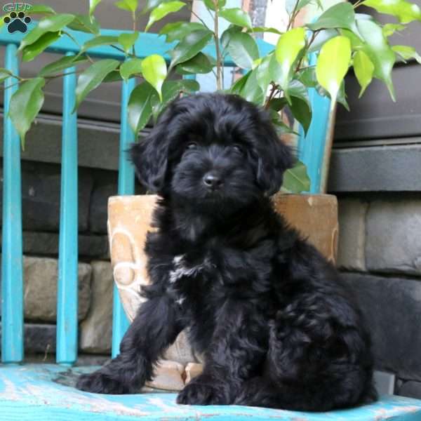 Percy, Yorkie Poo Puppy