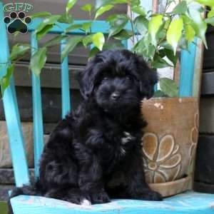 Percy, Yorkie Poo Puppy