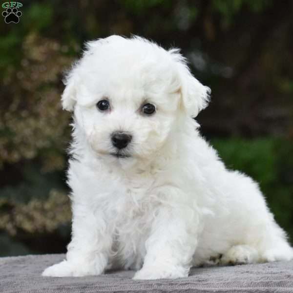 Percy, Bichon Frise Puppy